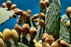 DTM 8167  Prickly Pear : Kyrenia, North Cyprus, david, morris, dtmphotography